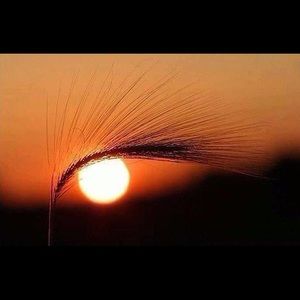 Meet your Posher, Mohammed